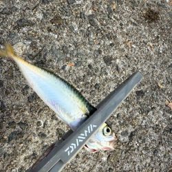 姫路アジ好調です。