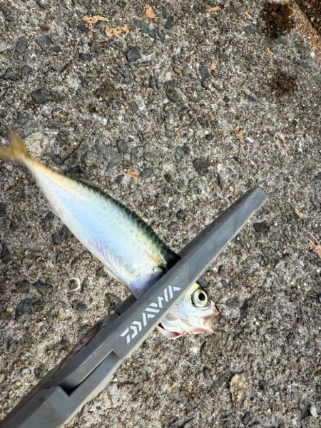 姫路アジ好調です。