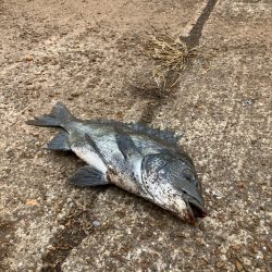 食い渋ったら船底を狙う