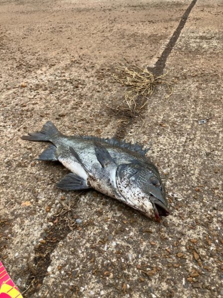 食い渋ったら船底を狙う