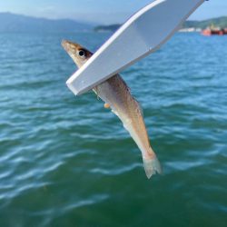 宮津遠征エサライトゲーム