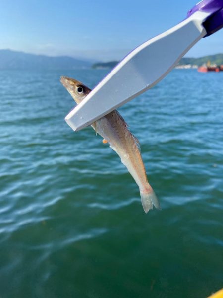 宮津遠征エサライトゲーム