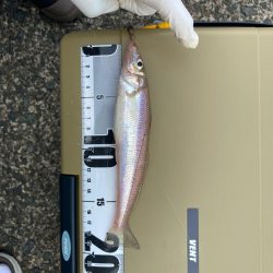 元気で綺麗なキス釣れてます