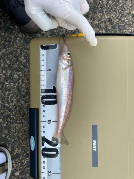 元気で綺麗なキス釣れてます