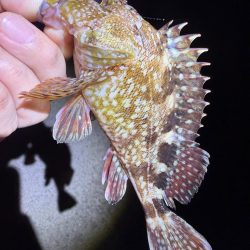 久しぶりのメバリング