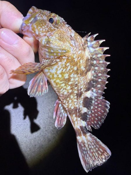 久しぶりのメバリング