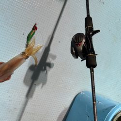 シーズン初イカ