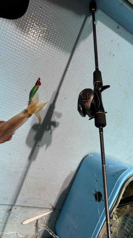 シーズン初イカ