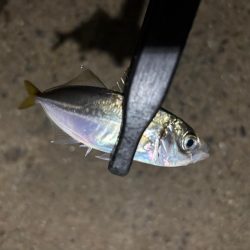 テクニカル豆アジング