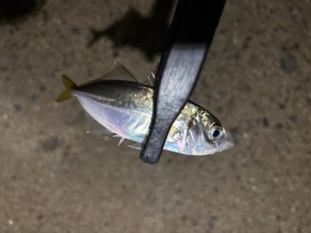 テクニカル豆アジング