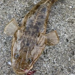 朝マヅメ根魚！