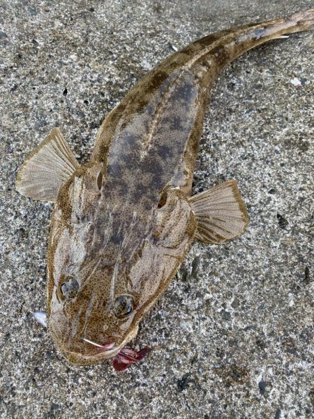 朝マヅメ根魚！