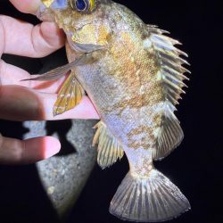 2夜連続メバリング