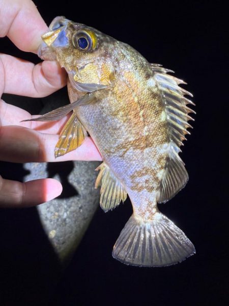 2夜連続メバリング