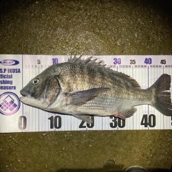 ナイトチニング