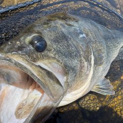 琵琶湖モンスター！