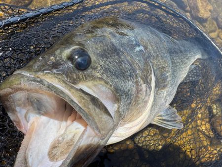 琵琶湖モンスター！