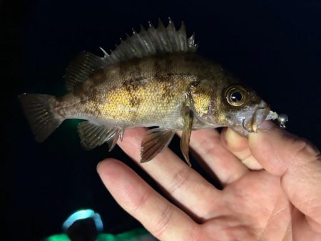 集魚灯イベントへ！