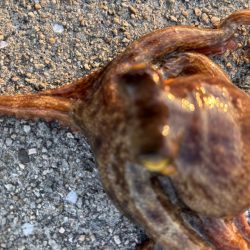 ショアタコ　10