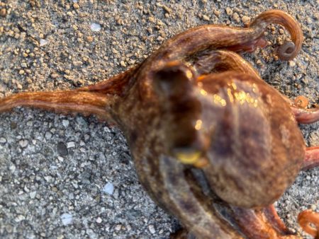 ショアタコ　10