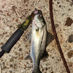 タックル海に落として沈んでいく