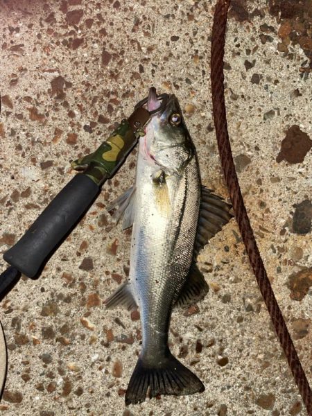 タックル海に落として沈んでいく