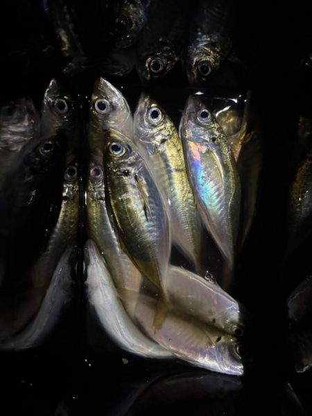 アジなめろうの手巻き寿司