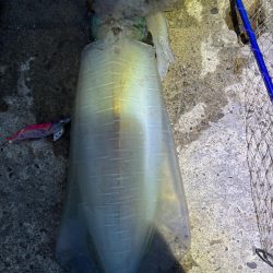 エギング 良型釣れた