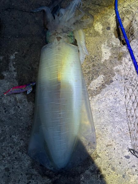 エギング 良型釣れた