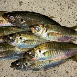 マズメアジング