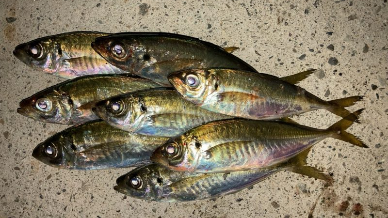 マズメアジング