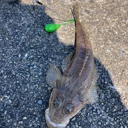 ちょい投げ釣りでキス調査