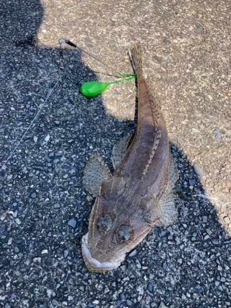 ちょい投げ釣りでキス調査