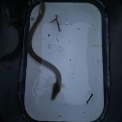 初めてのうなぎ