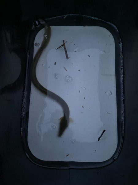 初めてのうなぎ