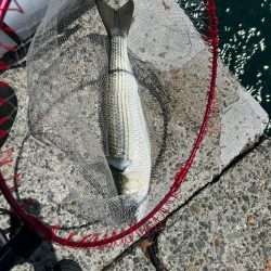 下津井フカセ釣り