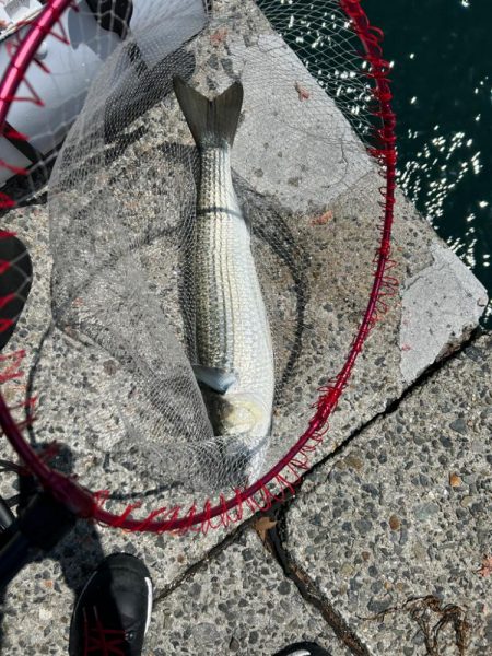 下津井フカセ釣り