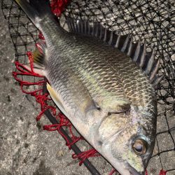 ヘチってきました