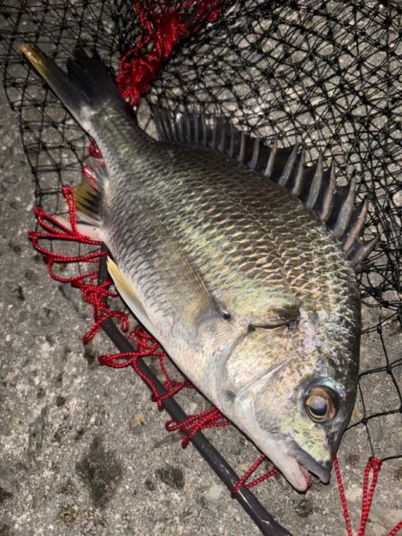 ヘチってきました