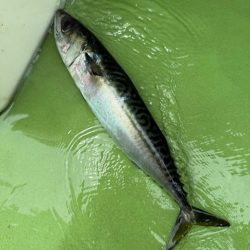 走水沖、天秤タチウオ