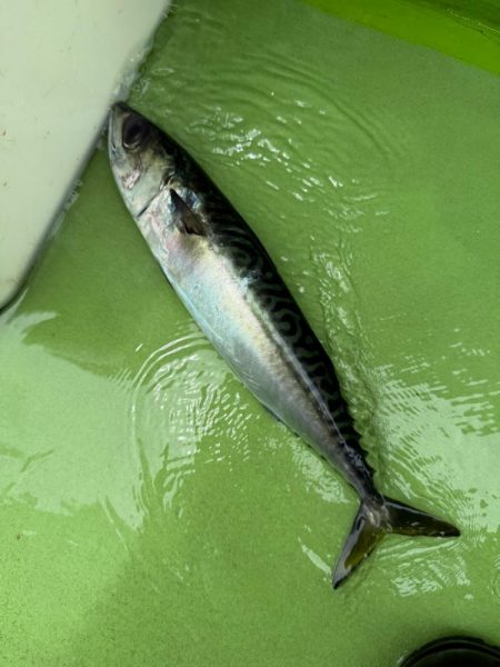 走水沖、天秤タチウオ