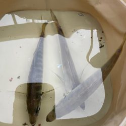 アジ安定してきました