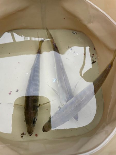 アジ安定してきました