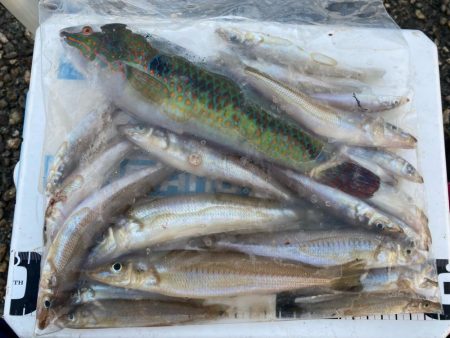 シロギスタのプチ遠征