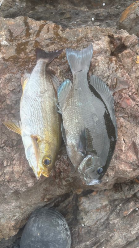 梅雨目前のグレ釣り