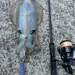 サイトエギング？