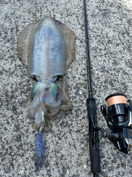 サイトエギング？