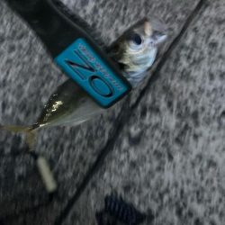 朝マズメのアジ狙いで14匹GET