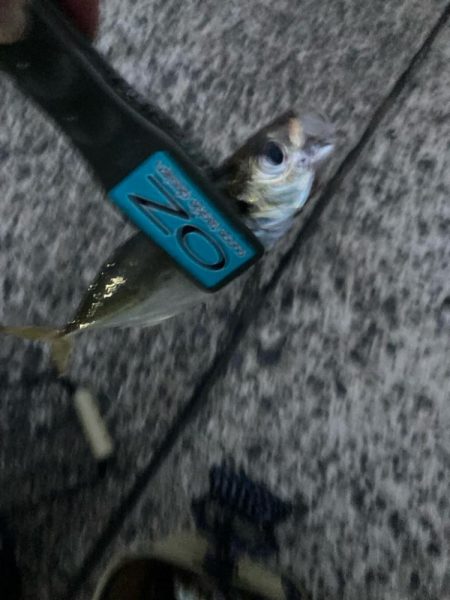 朝マズメのアジ狙いで14匹GET