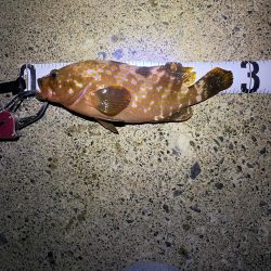 遠征ライトゲーム